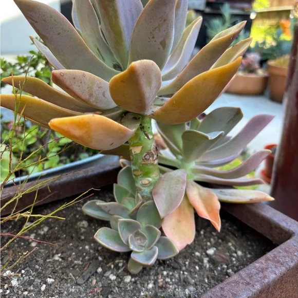 Large Graptoveria Fred Ives succulent - Picture 3 of 3